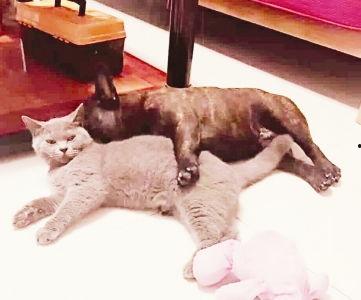 新乡头条猫狗基地,探访猫狗基地，感受动物福利与和谐共处之道”