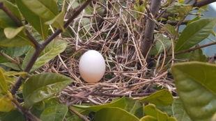 花瓣吃瓜姜云升,姜云升演绎别样人生