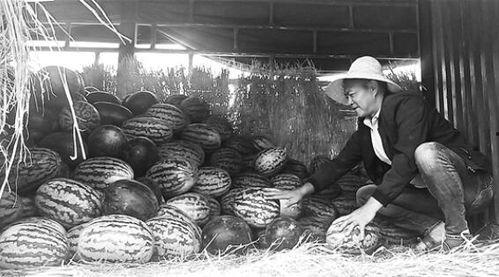 威远吃瓜群众事件视频,一场网络舆论的风暴与反思